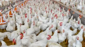 استقرار أسعار كرتونة البيض الأحمر والأبيض وانخفاض تكلفة الشراء للمستهلك النهائي